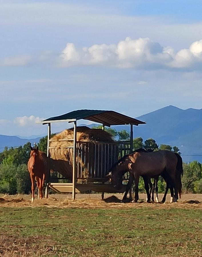 Podere Il Giurato Fauglia Εξωτερικό φωτογραφία